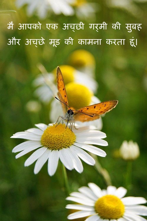 मैं आपको एक अच्छी गर्मी की सुबह और अच्छे मूड की कामना करता हूं।