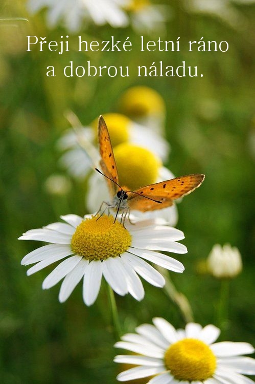 Přeji hezké letní ráno a dobrou náladu.