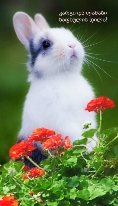 კარგი და ლამაზი ზაფხულის დილა!