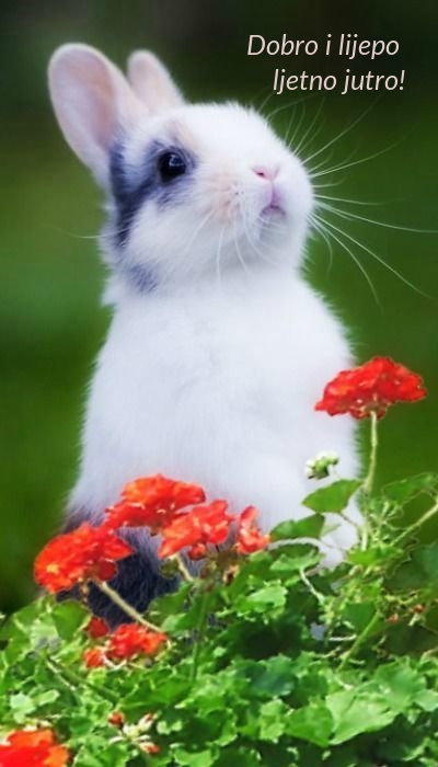 Dobro i lijepo ljetno jutro!