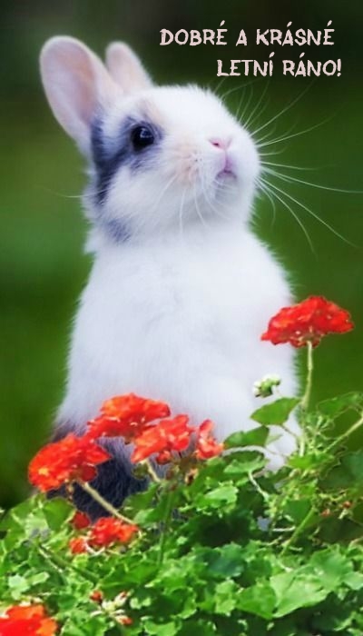 Dobré a krásné letní ráno!