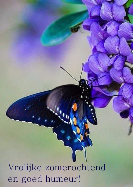 Vrolijke zomerochtend en goed humeur!