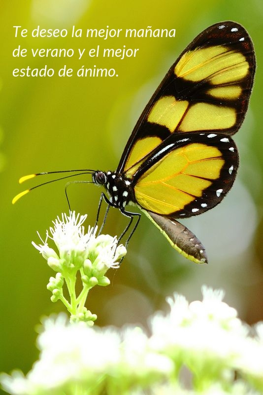 Te deseo la mejor mañana de verano y el mejor estado de ánimo.