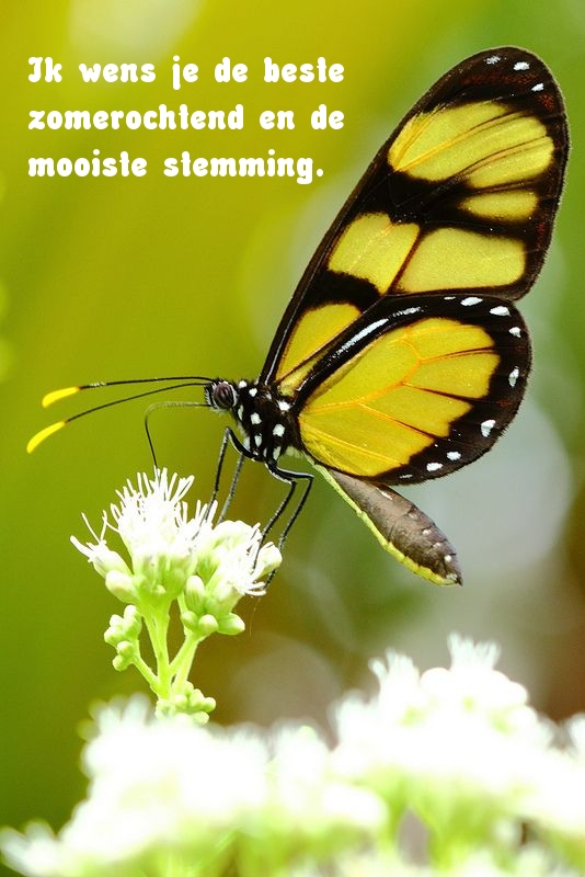 Ik wens je de beste zomerochtend en de mooiste stemming.