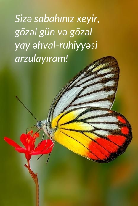 Sizə sabahınız xeyir, gözəl gün və gözəl yay