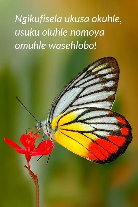 Ngikufisela ukusa okuhle, usuku oluhle nomoya omuhle wasehlobo!