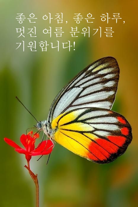 좋은 아침, 좋은 하루, 멋진 여름 분위기를 기원합니다!