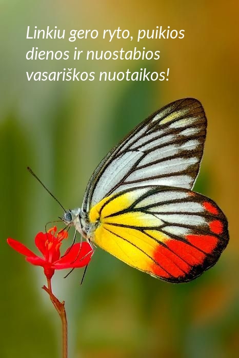 Linkiu gero ryto, puikios dienos ir nuostabios vasariškos nuotaikos!