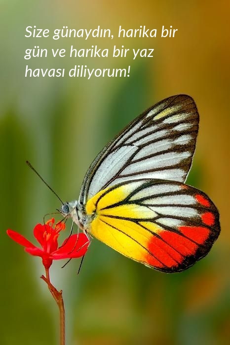 Size günaydın, harika bir gün ve harika bir yaz havası diliyorum!