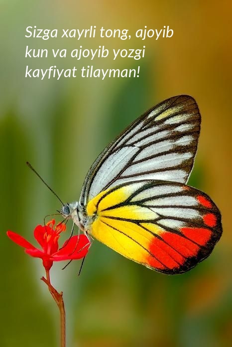 Sizga xayrli tong, ajoyib kun va ajoyib yozgi kayfiyat tilayman!