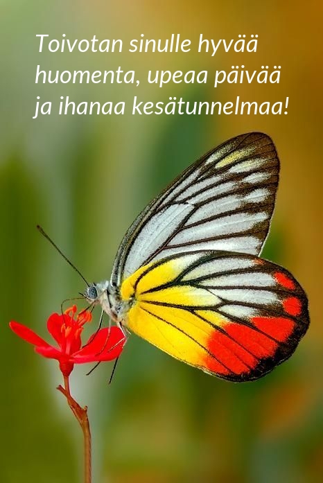 Toivotan sinulle hyvää huomenta, upeaa päivää 