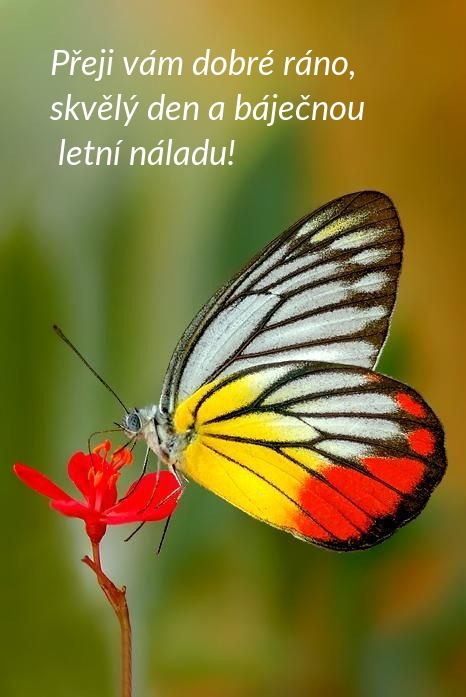 Přeji vám dobré ráno, skvělý den a báječnou letní náladu!