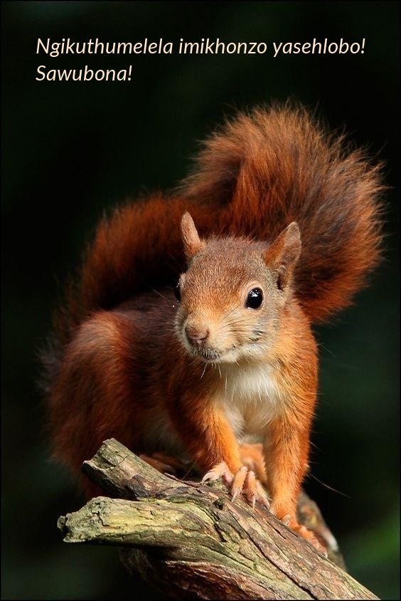 Ngikuthumelela imikhonzo yasehlobo! Sawubona!