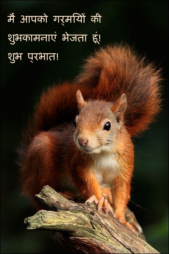 मैं आपको गर्मियों की शुभकामनाएं भेजता हूं! शुभ प्रभात!