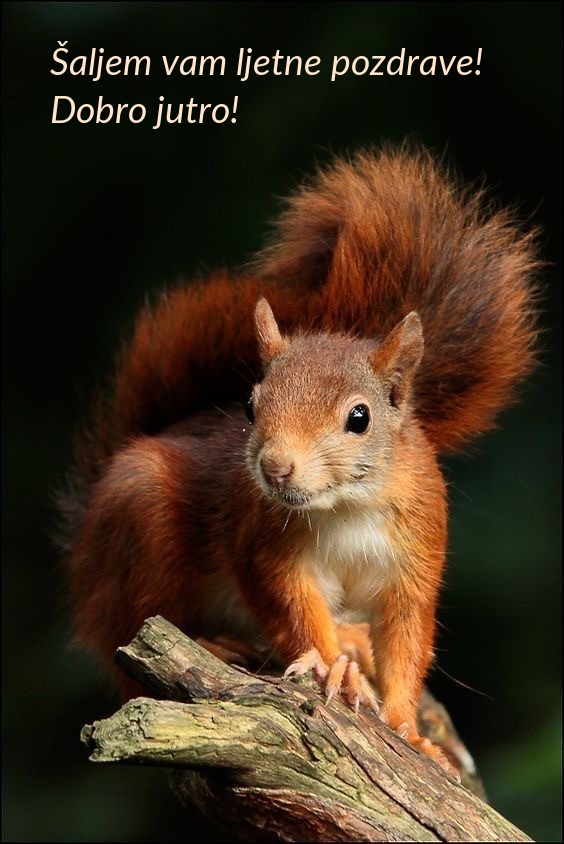 Šaljem vam ljetne pozdrave! Dobro jutro!