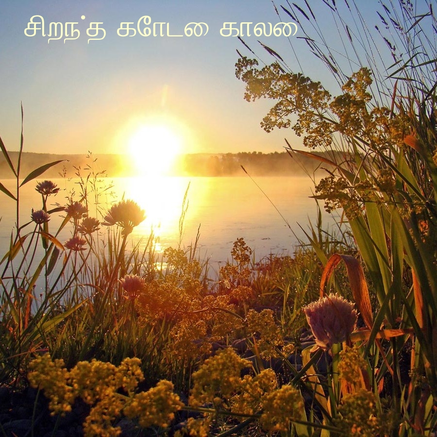 சிறந்த கோடை காலை!