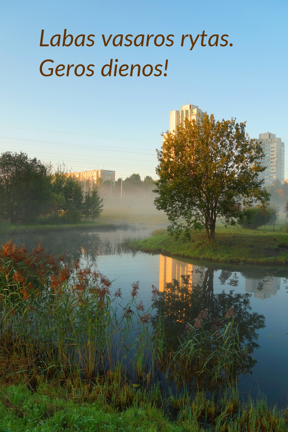Labas vasaros rytas. Geros dienos!