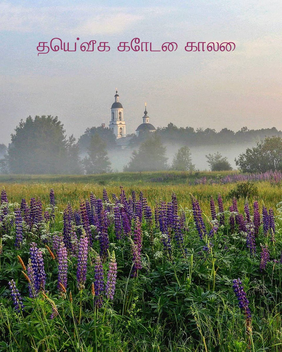 தெய்வீக கோடை காலை!