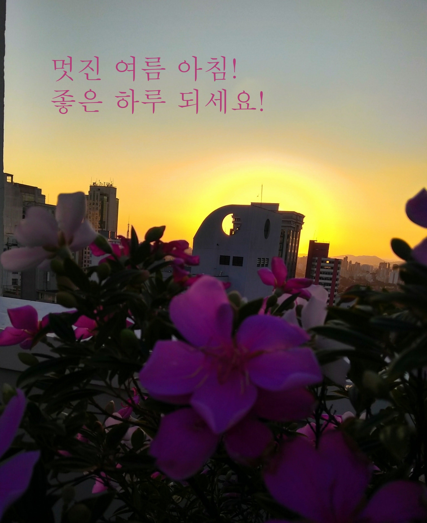 멋진 여름 아침! 좋은 하루 되세요!