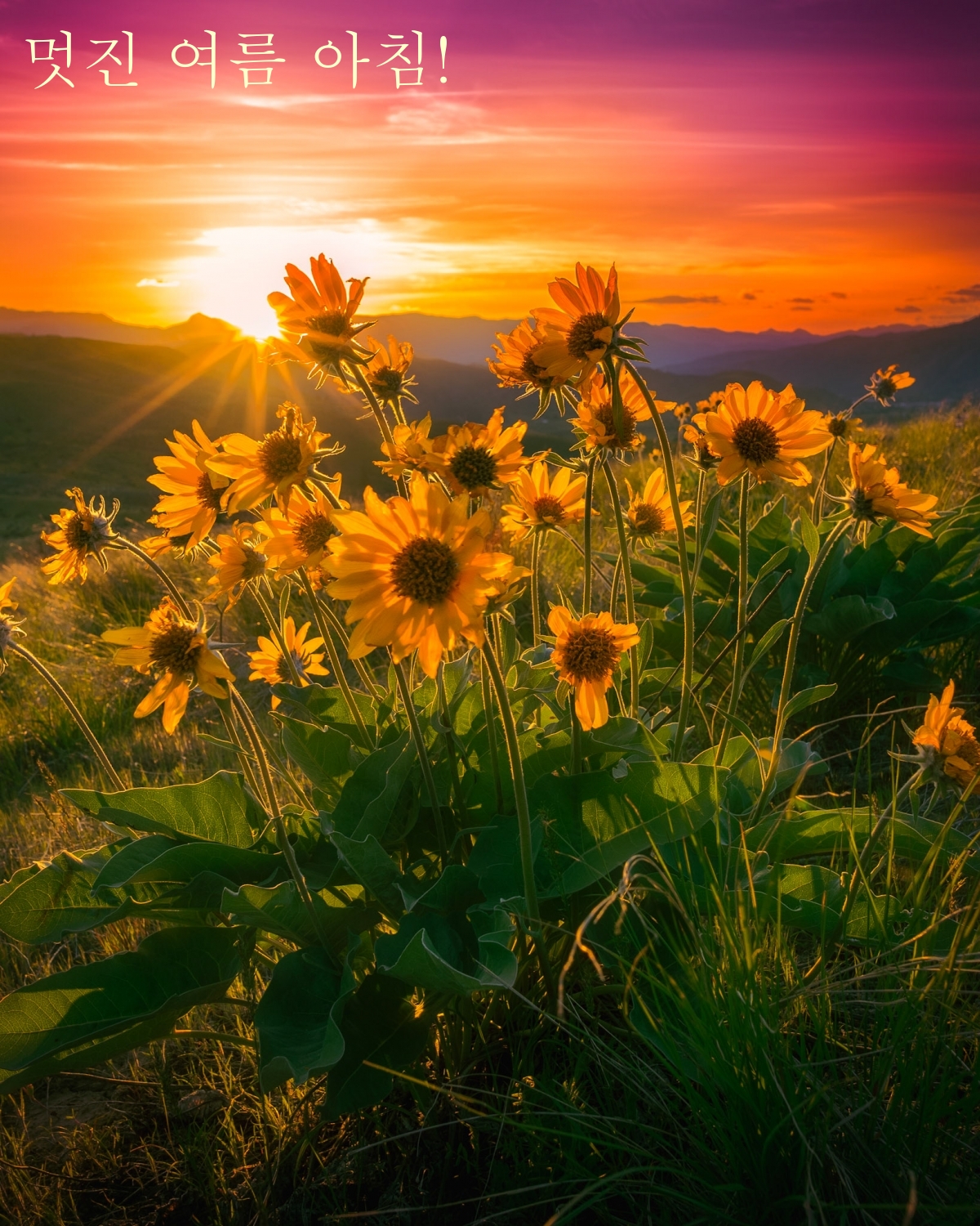 멋진 여름 아침!