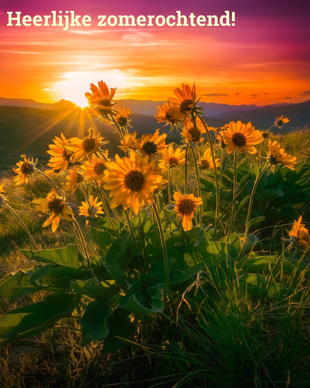 Heerlijke zomerochtend!