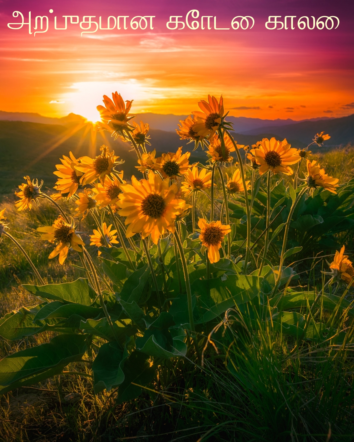 அற்புதமான கோடை காலை!