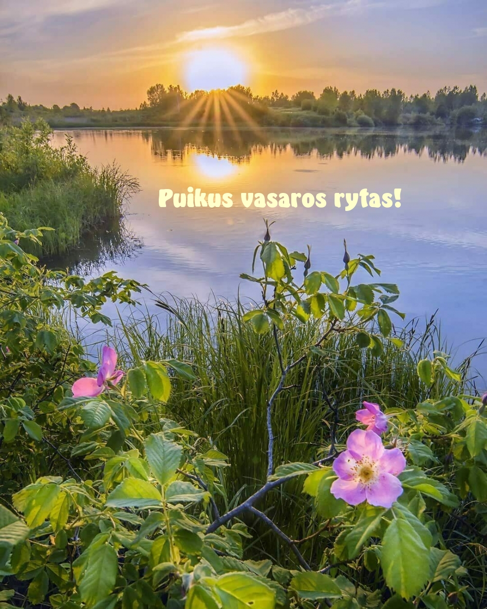 Puikus vasaros rytas!