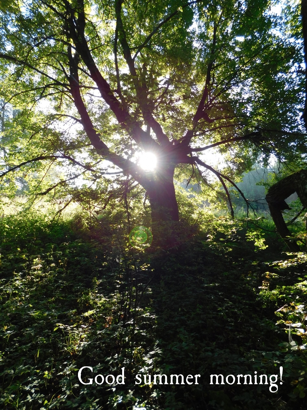 Good summer morning!