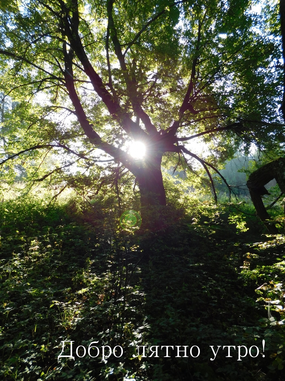 Добро лятно утро!