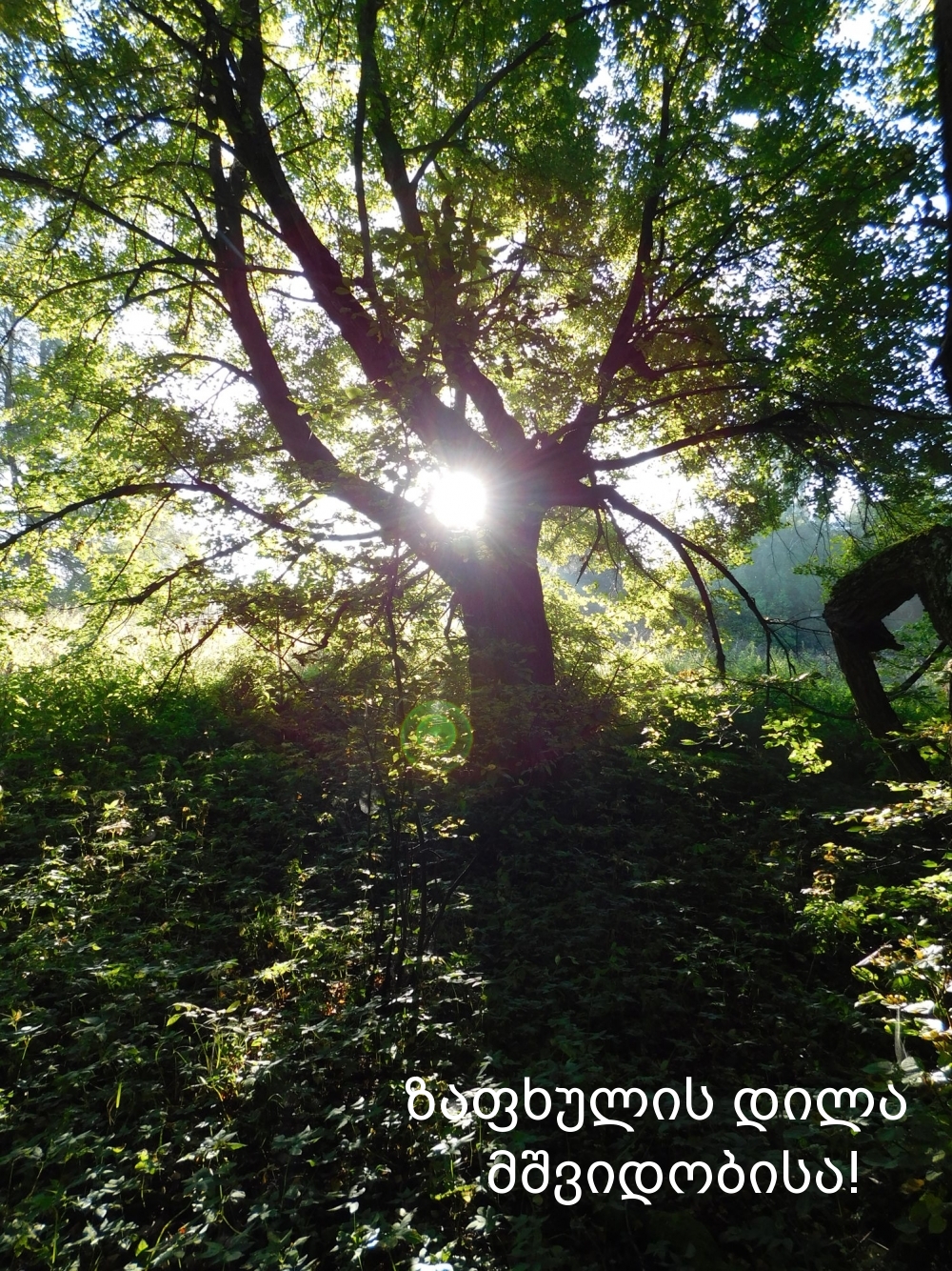 ზაფხულის დილა მშვიდობისა!