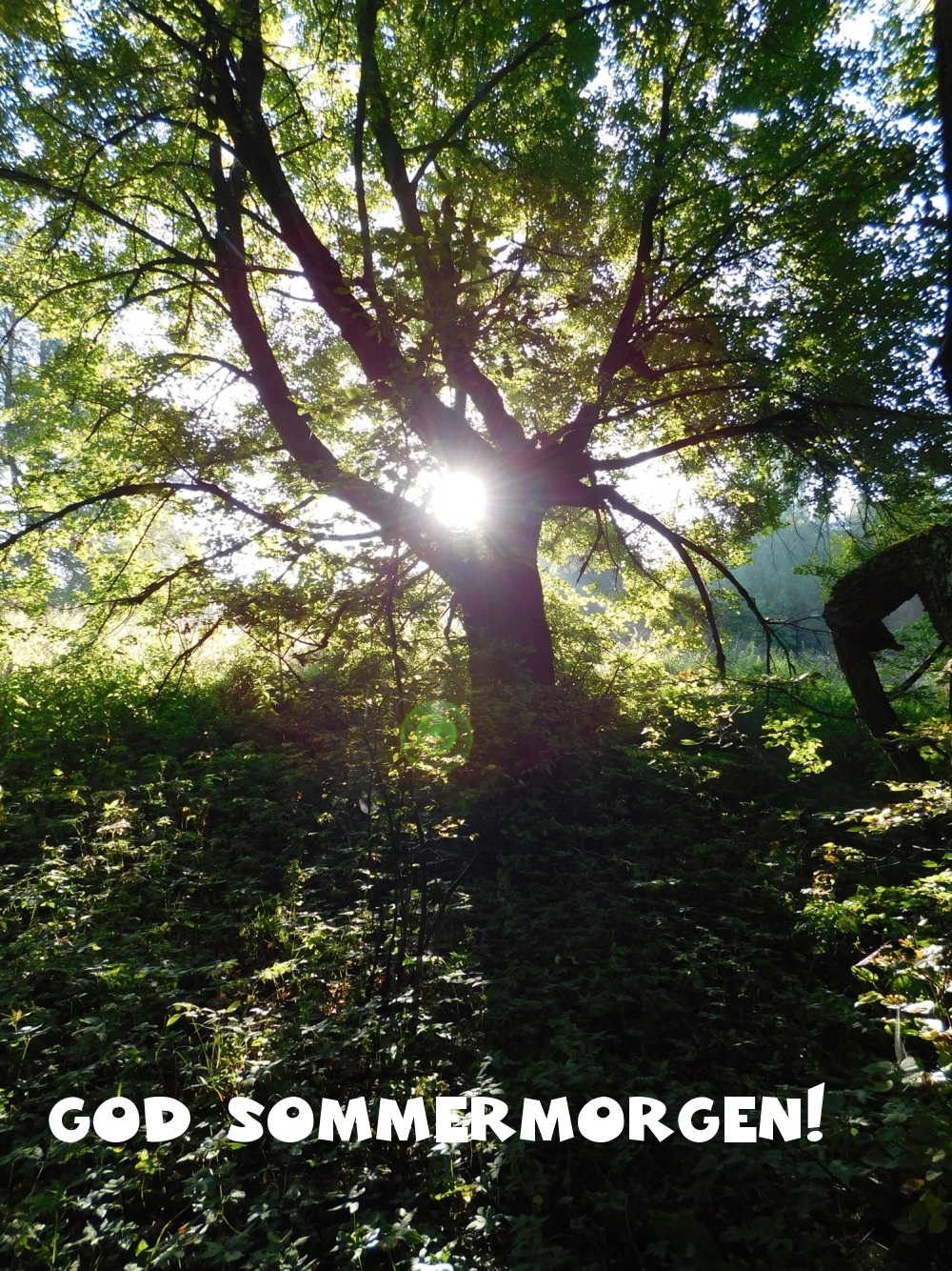 God sommermorgen!