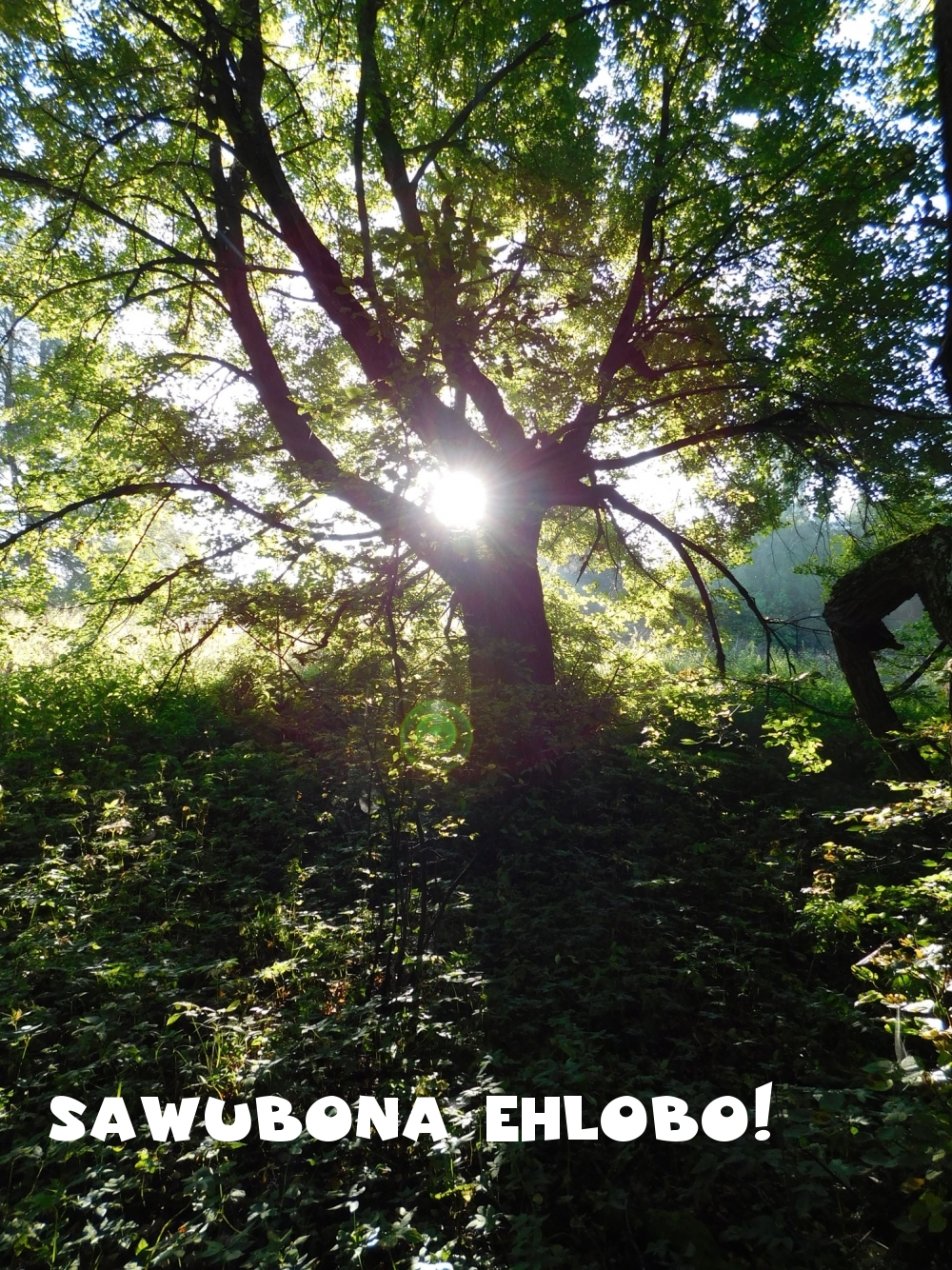 Sawubona ehlobo!