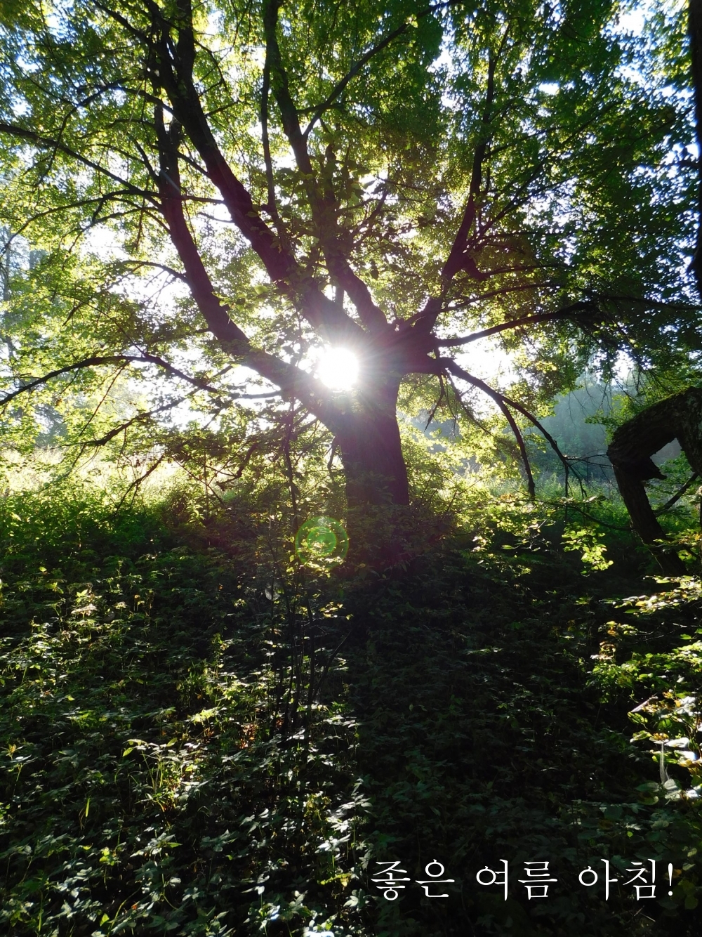 좋은 여름 아침!