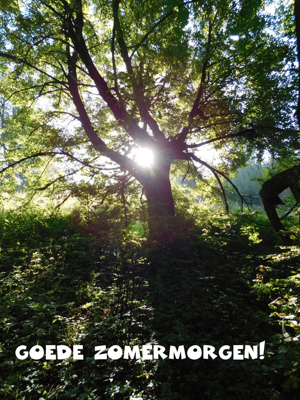Goede zomermorgen!
