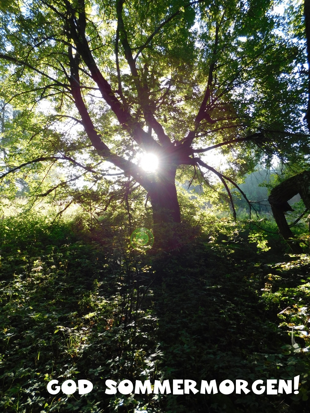 God sommermorgen!