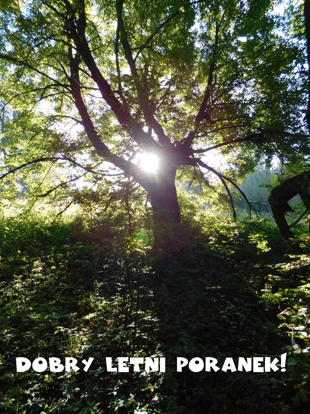 Dobry letni poranek!