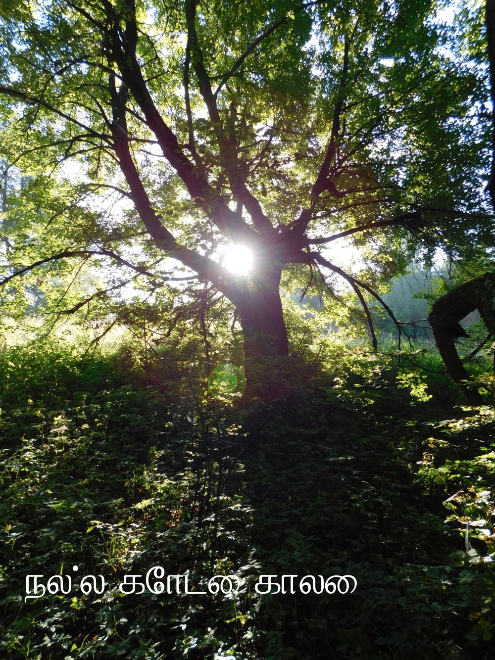 நல்ல கோடை காலை!