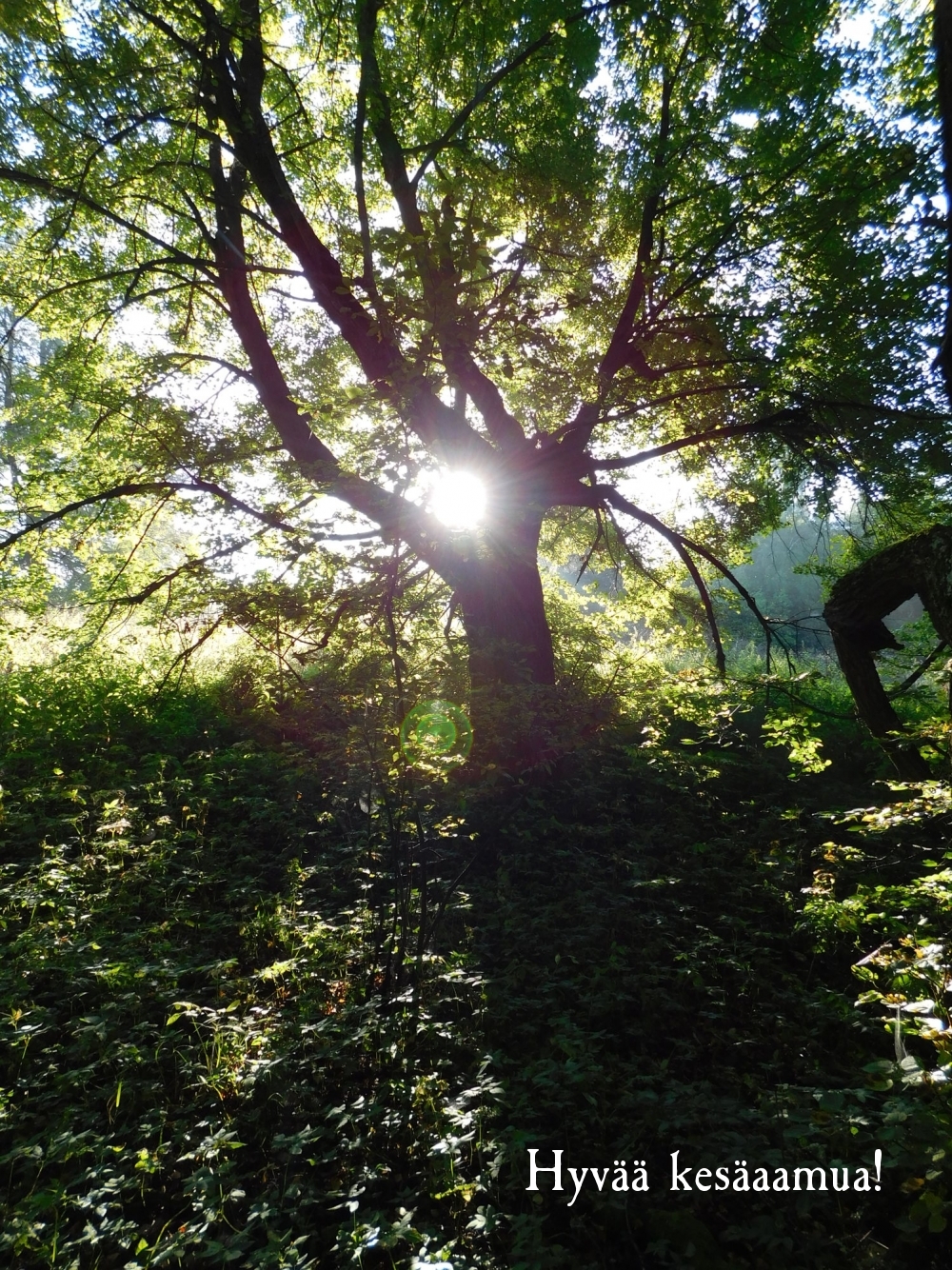 Hyvää kesäaamua!