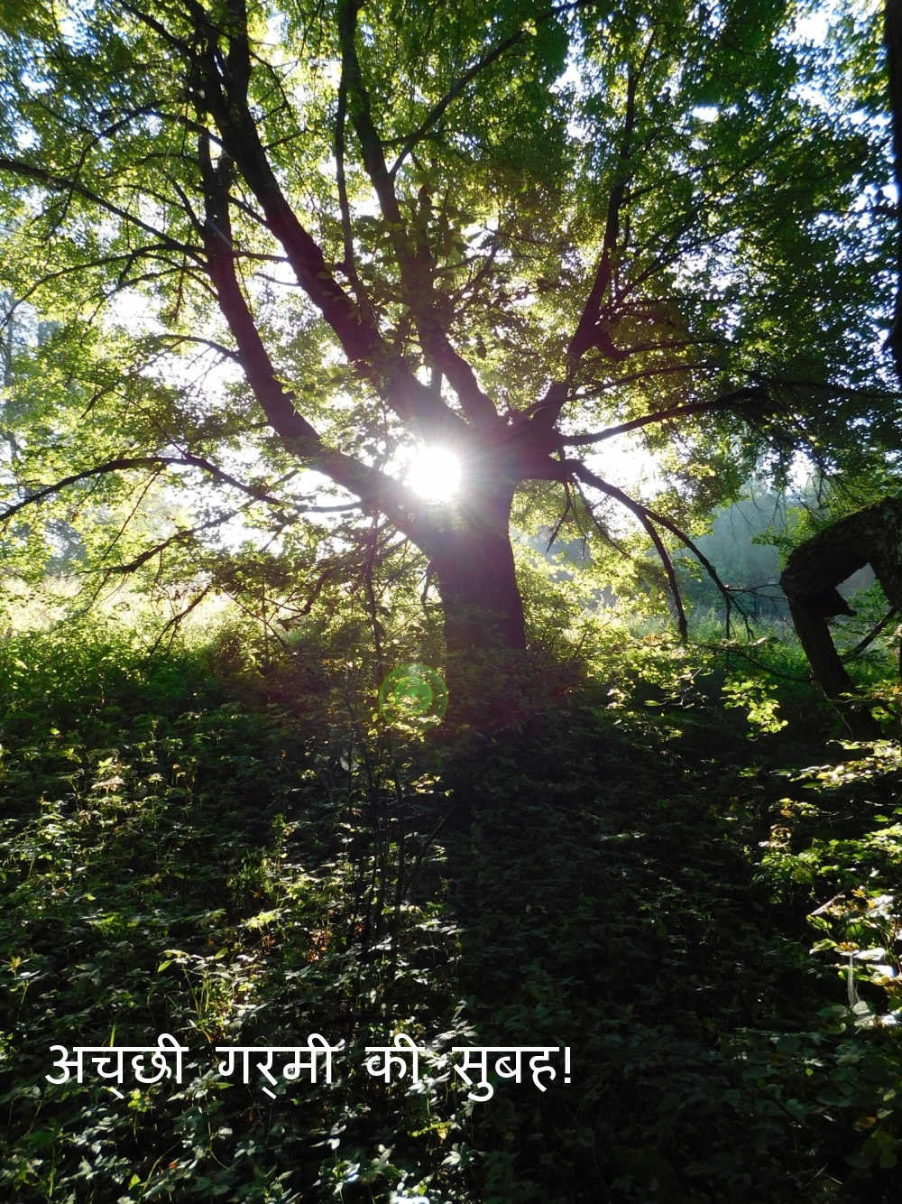 अच्छी गर्मी की सुबह!
