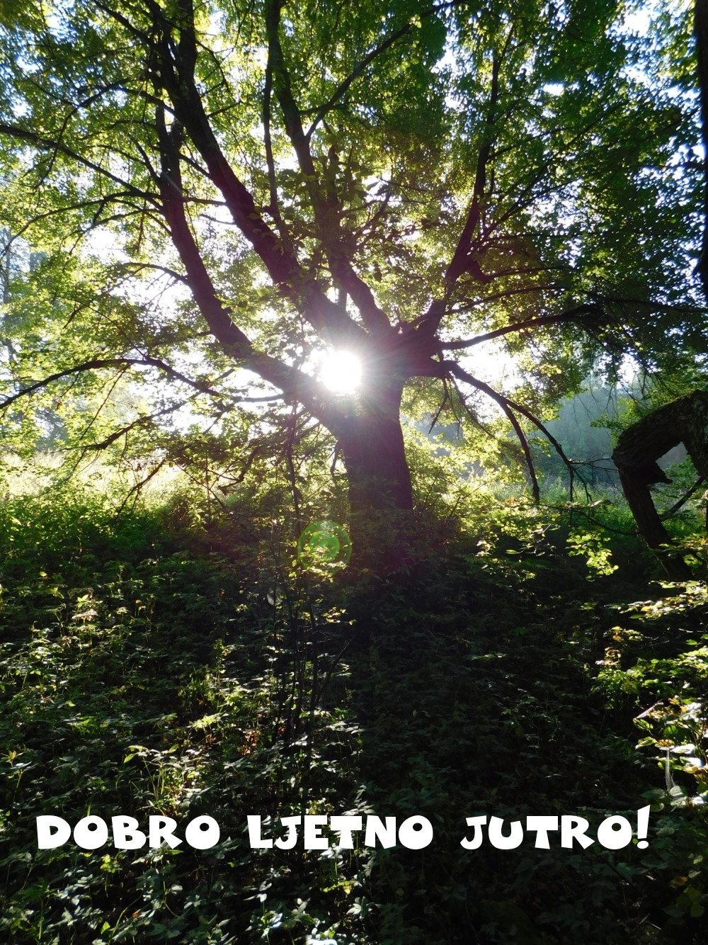 Dobro ljetno jutro!