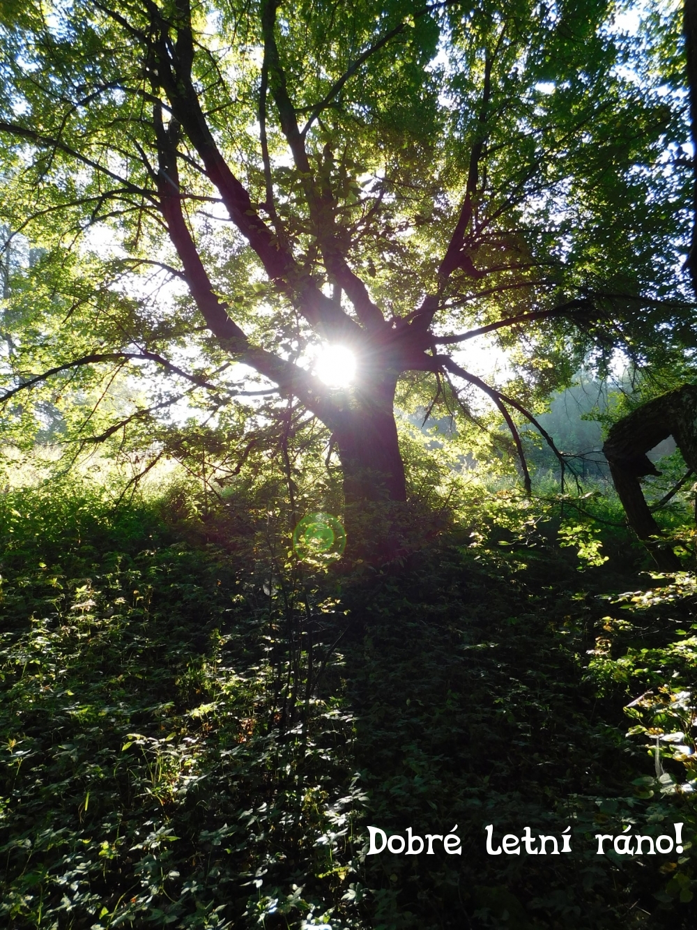 Dobré letní ráno!