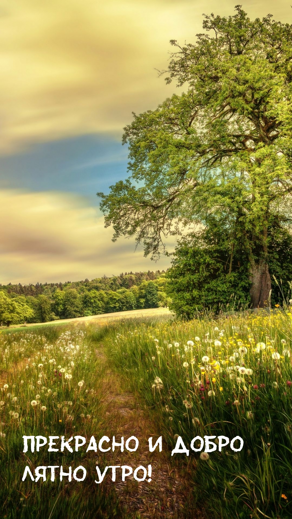 Прекрасно и добро лятно утро!