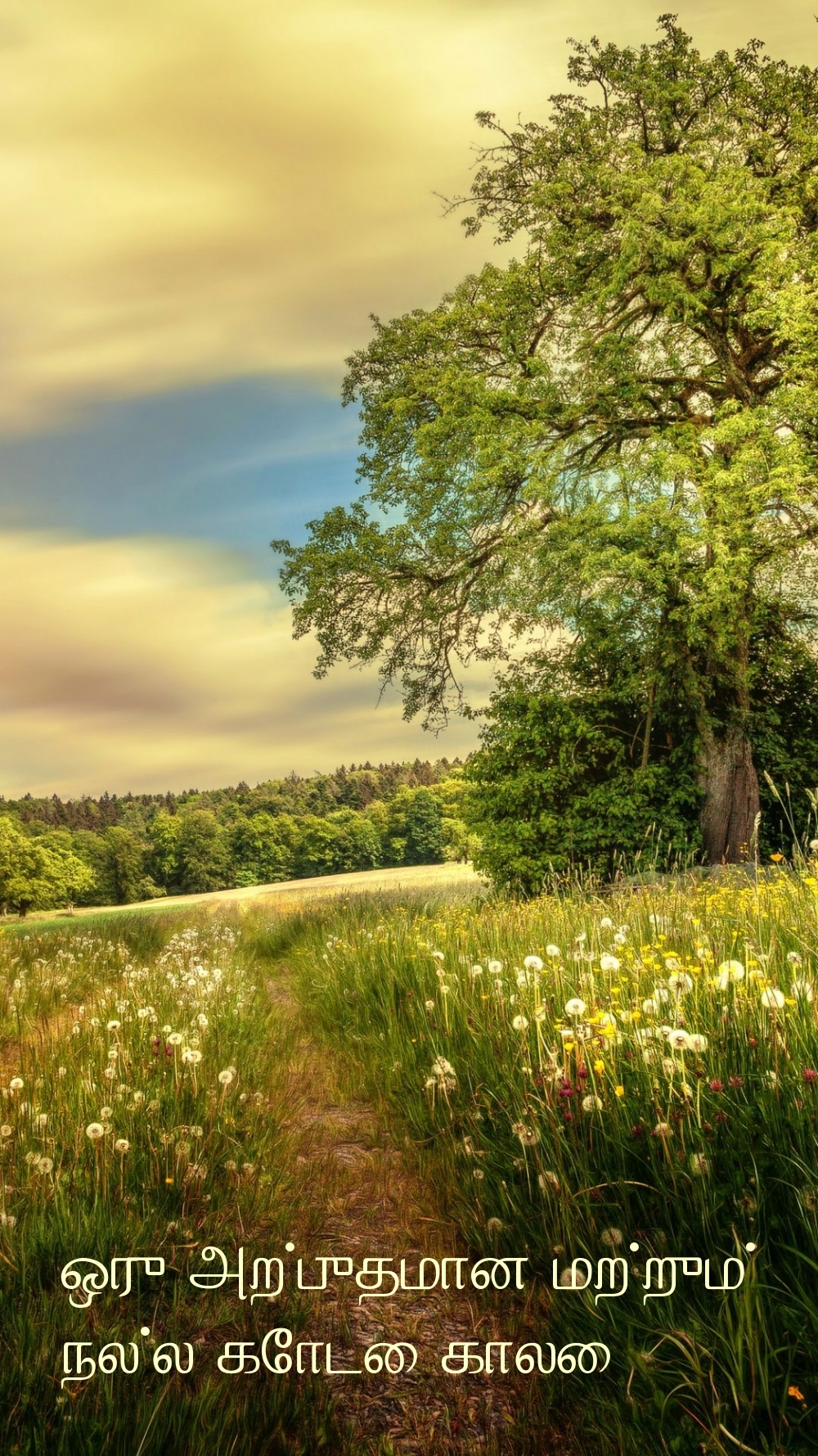 ஒரு அற்புதமான மற்றும் நல்ல கோடை காலை!