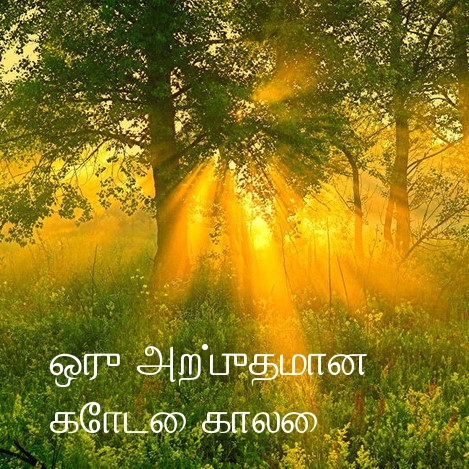 ஒரு அற்புதமான கோடை காலை!