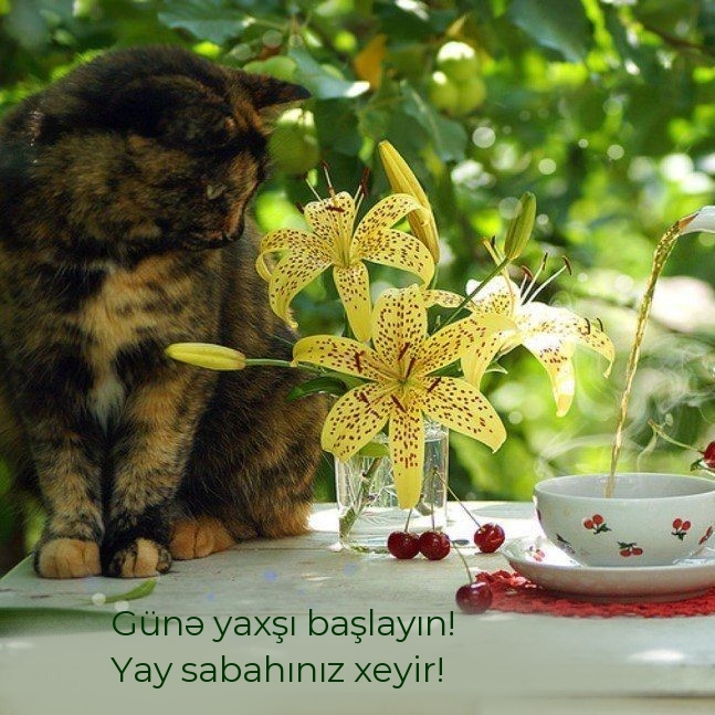 Günə yaxşı başlayın! Yay sabahınız xeyir!
