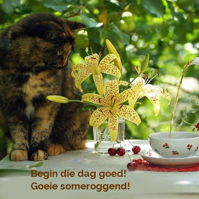 Begin die dag goed! Goeie someroggend!