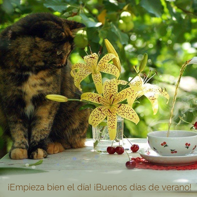 ¡Empieza bien el día! ¡Buenos días de verano!