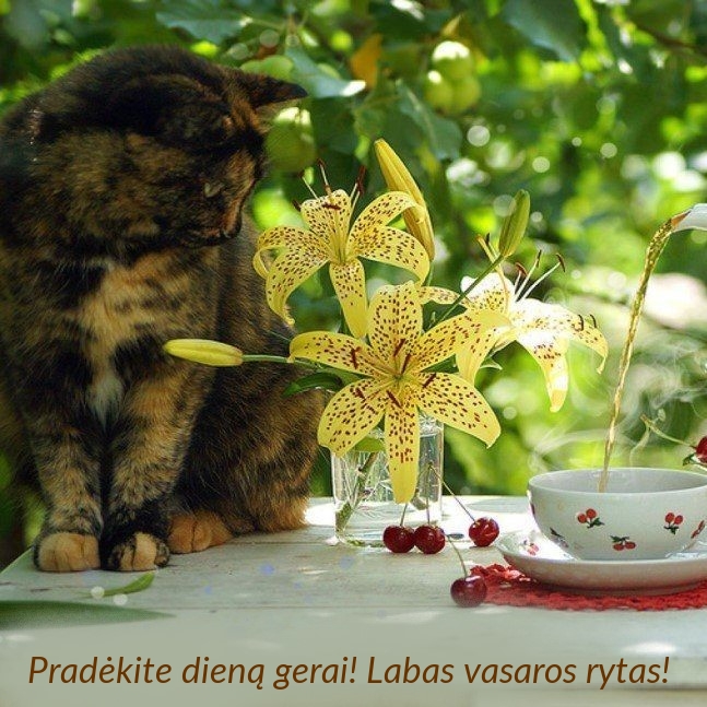 Pradėkite dieną gerai! Labas vasaros rytas!