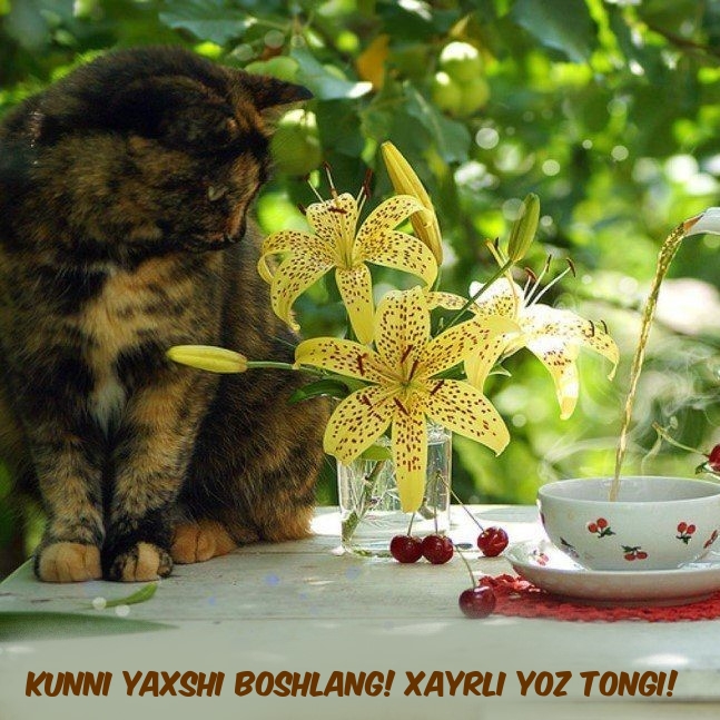 Kunni yaxshi boshlang! Xayrli yoz tongi!