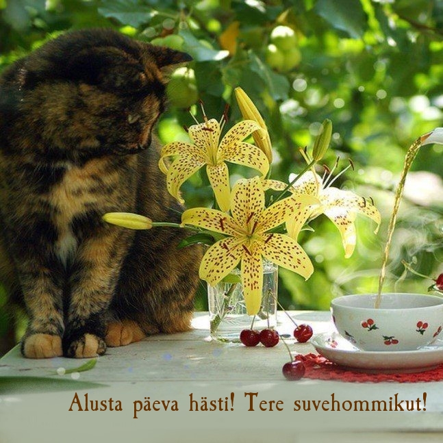 Alusta päeva hästi! Tere suvehommikut!